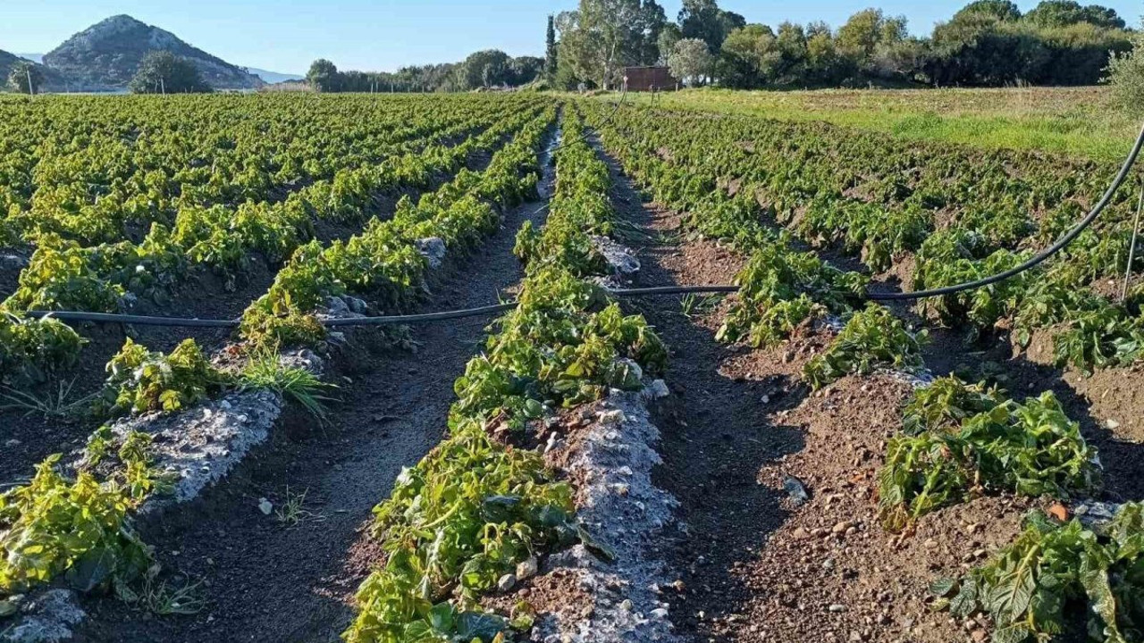 Zirai don üreticiyi vurdu