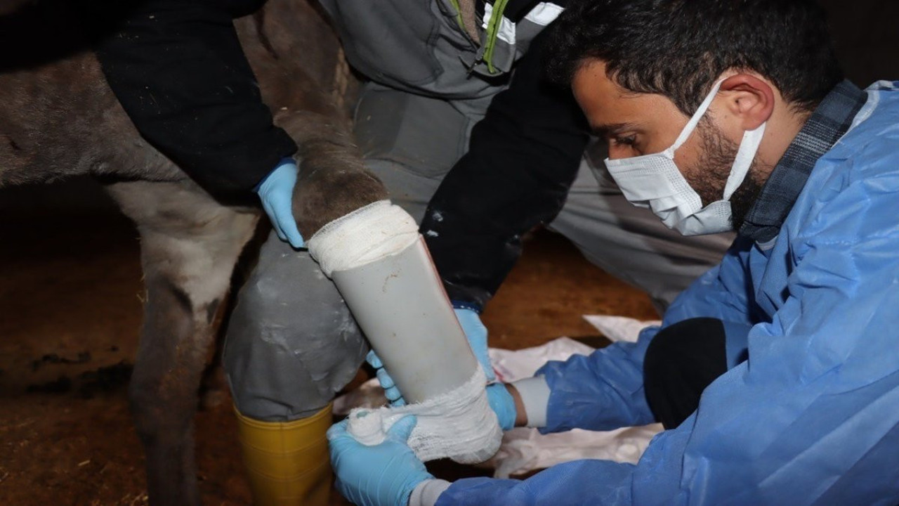 Ayağa kırılan eşeğe protez takıldı