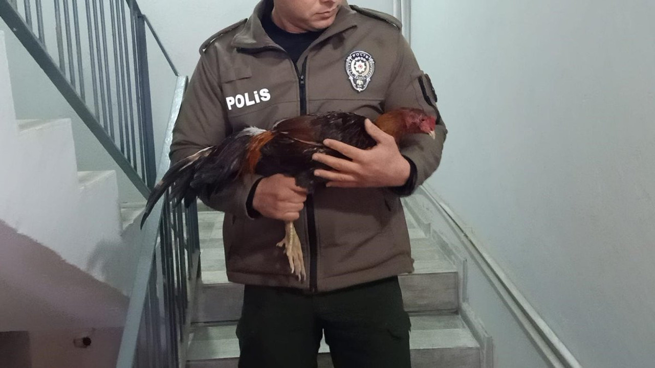 Mersin'de horoz dövüştürenlere 1.2 milyon TL ceza