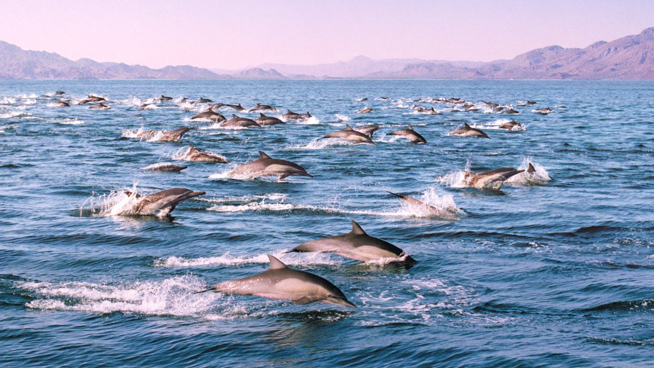 2.000 yunusun muhteşem gösterisi gündem oldu