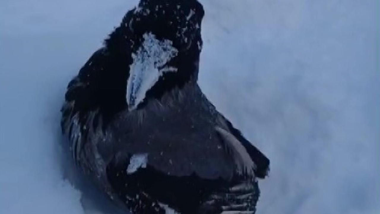 Karganın kar banyosu keyfi: "Bir tek şampuanı eksik"