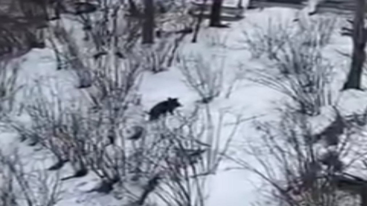 Ordu’da aç kalan domuzlar ilçeye indi