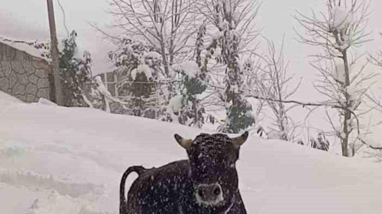 Boğa kışlık yerinden kaçıp yazlığına saklandı