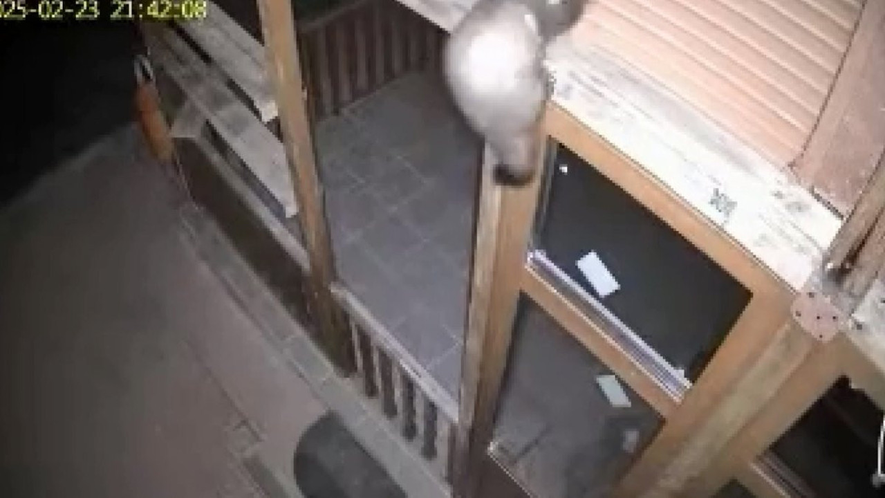 Sansar ile vaşak bağ evine girerken yakalandı