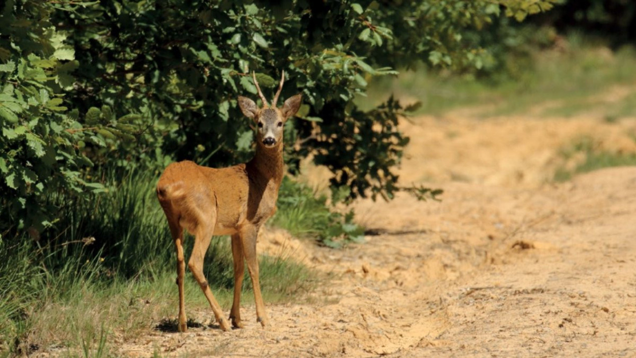 Beton ormanlarda hayatta kalan yaban hayatı! Beklenmedik yaban hikayeleri
