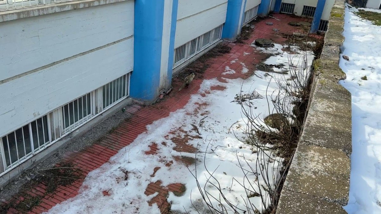 Kurnaz tilki, ekipleri peşine taktı!