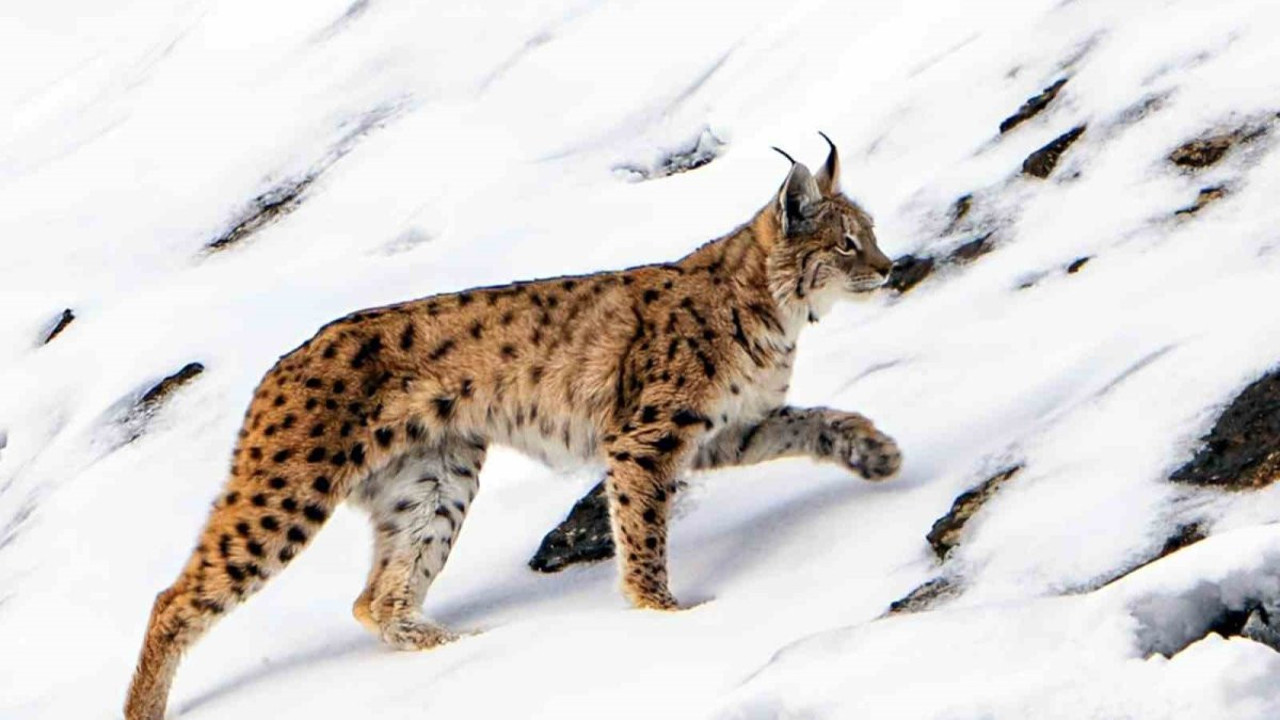 Nesli tükenme tehlikesi altında... Köye inip, yiyecek aradığı anlar görüntülendi
