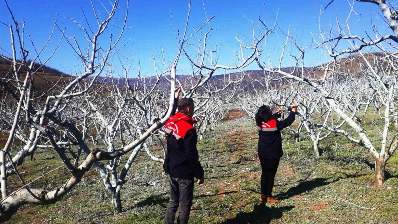 Samsun'da ’bordo bulamacı’ zamanı