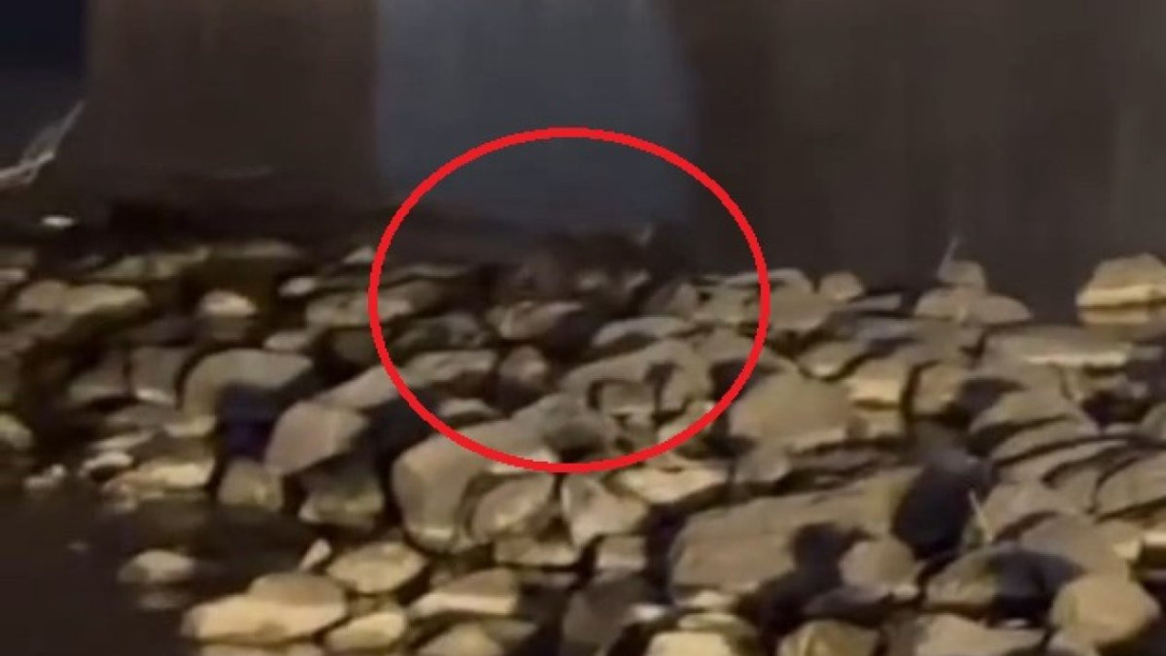 Nesli tükenmekte olan 3 su samuru kameraya yakalandı