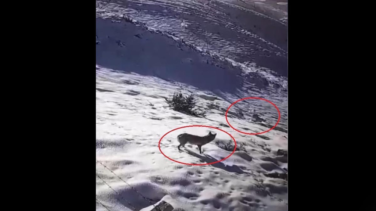 Aç kalan kurtlar köye indi