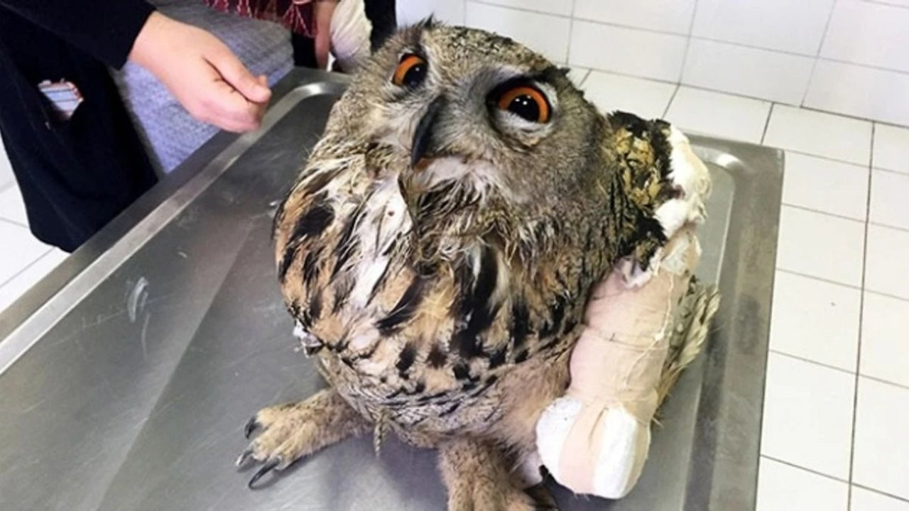 Yaralı puhu kuşu tedavi altında