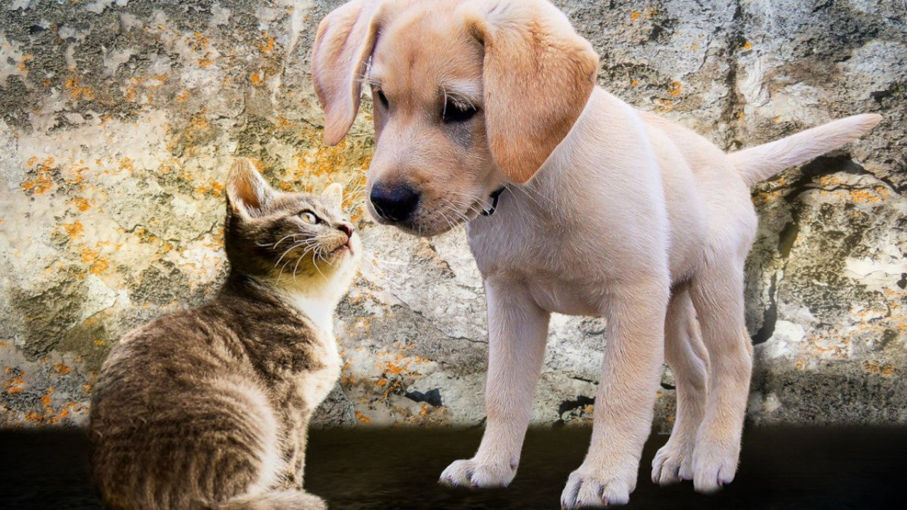 Evcil hayvanlarla sevgi bağı: Köpeklerin ve kedilerin gizemli dünyası