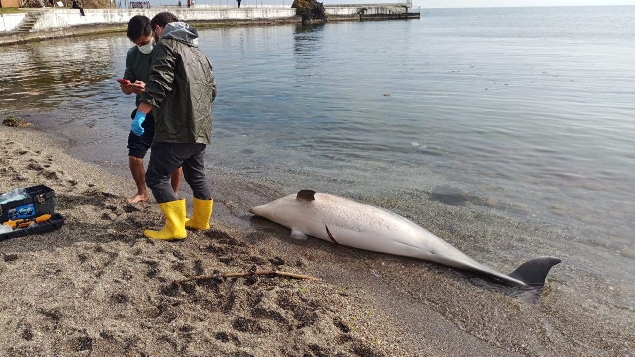Ölü yunus karada bulundu