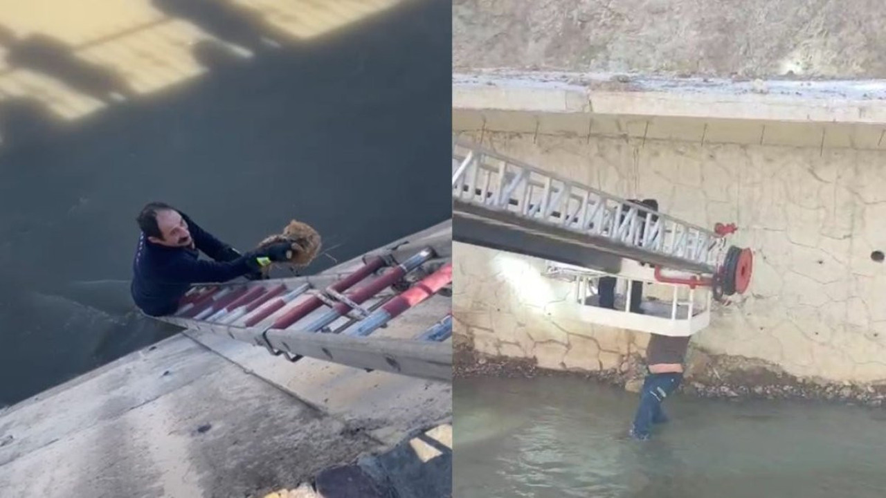 Gümüşhane'de Harşit Çayı'na 2 kedi düştü! İtfaiye ve vatandaş seferber oldu...