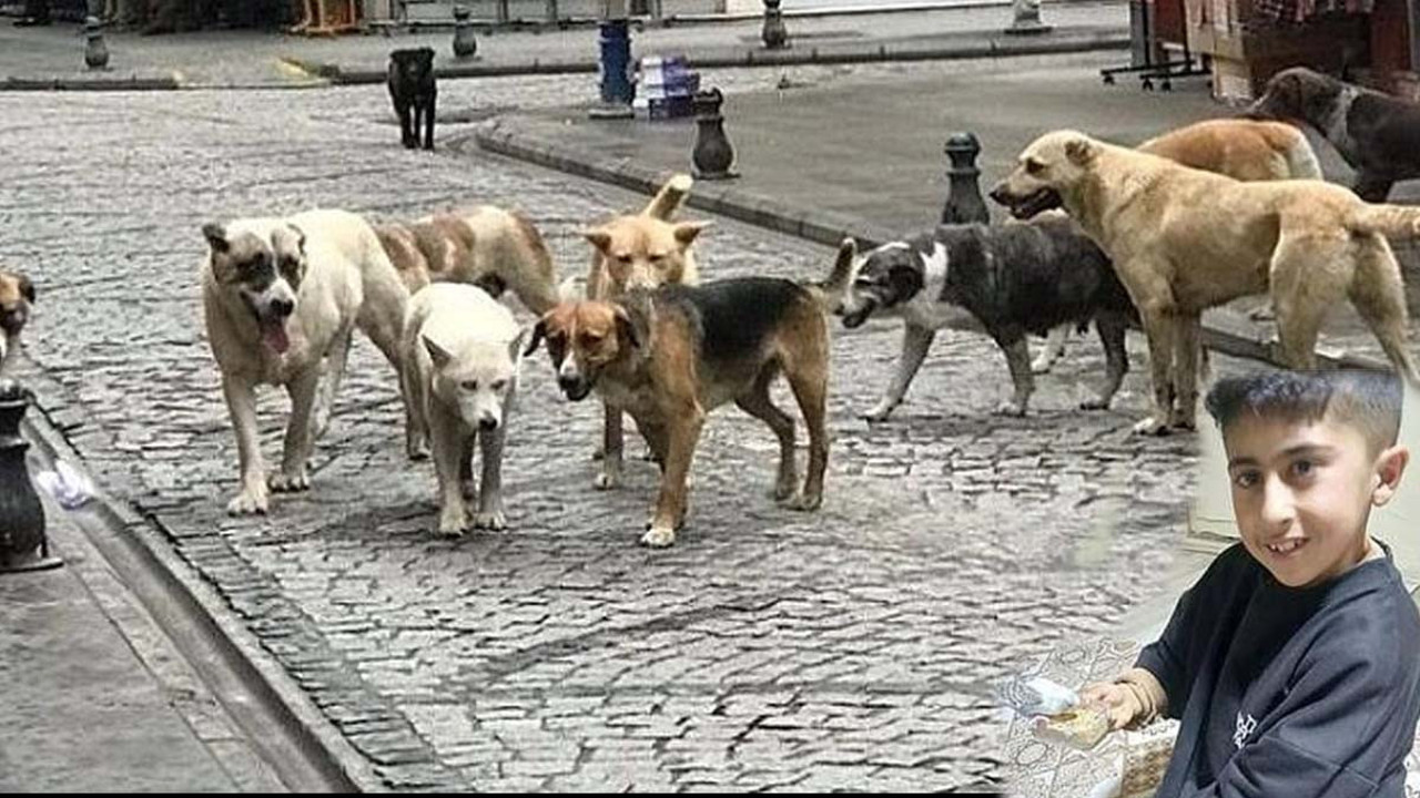 Bu Kez adres Erzurum! Bu teröre kim dur diyecek: Sokak köpekleri sürü halinde çocuğu parçaladı