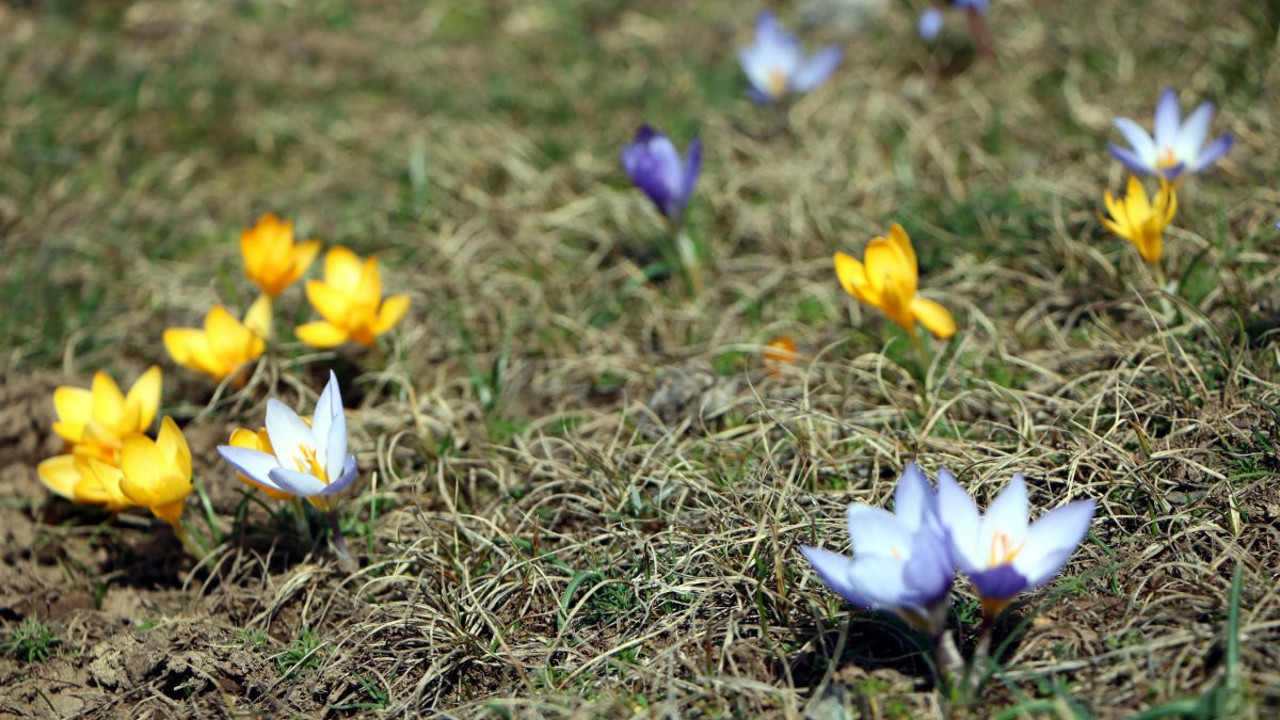 Bolu'nun yaylalarında çiçekler açtı
