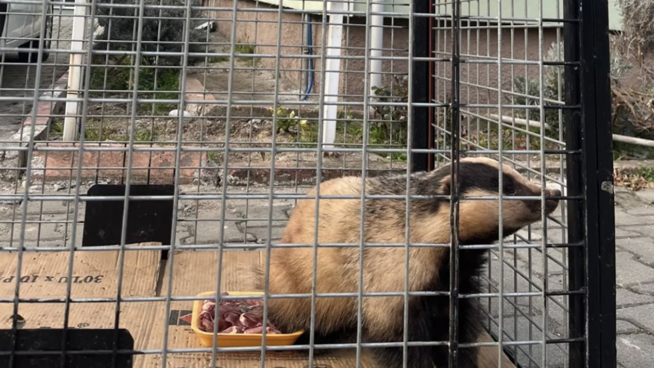 Tuzağa yakalanan porsuk kurtarıldı