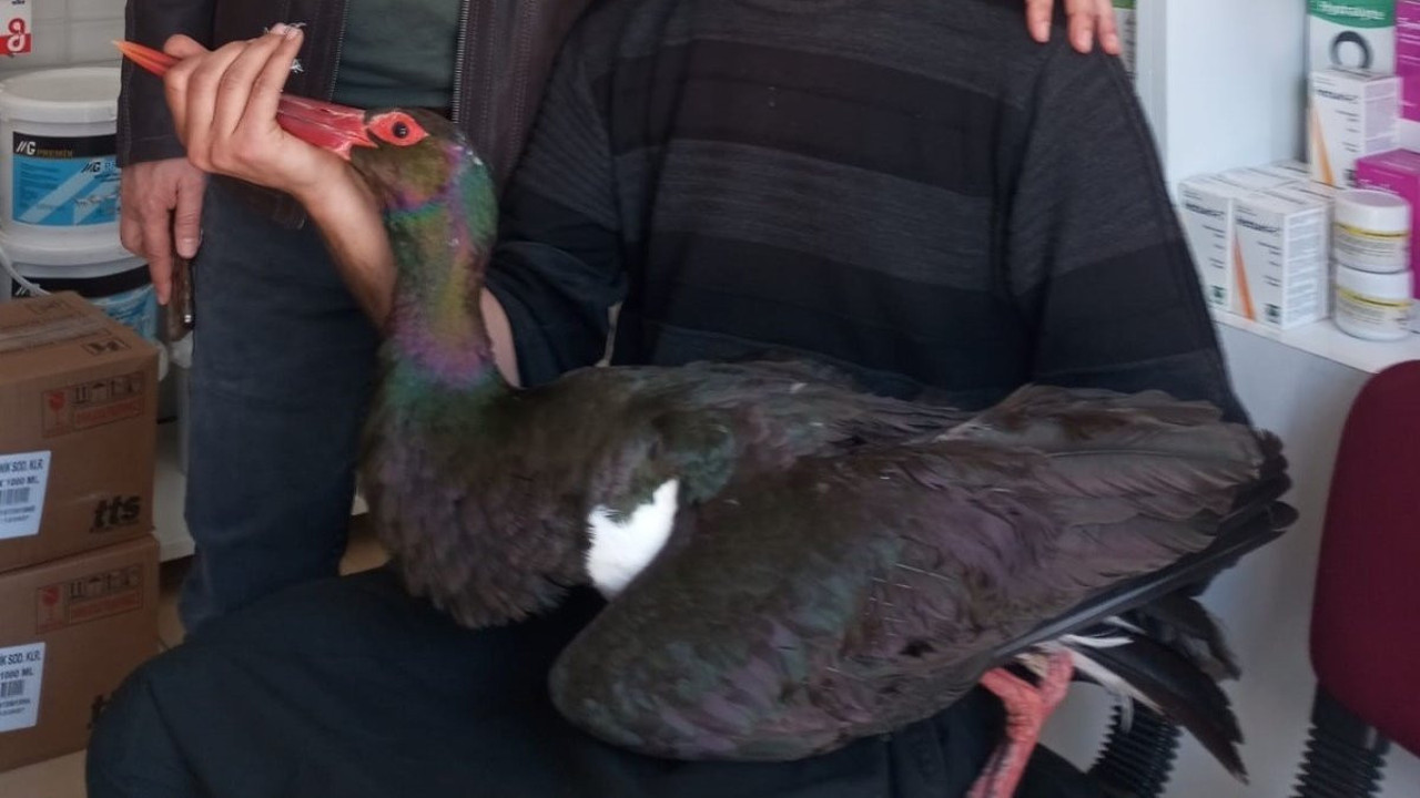 Kara leylek göç yolu üzerinde yaralı bulundu! Nesli tükenme tehlikesi altında...