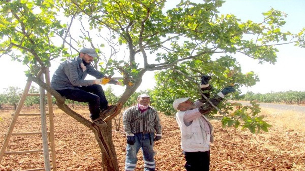 Fıstık üreticileri dikkat! Ekipler sahada. Atıkları imha edin