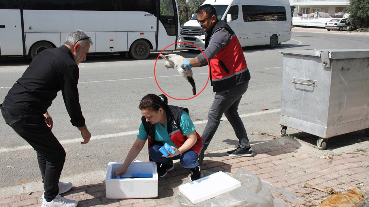Serik’te sokak kedisi katliamı! Çok sayıda kedi öldürülmüş