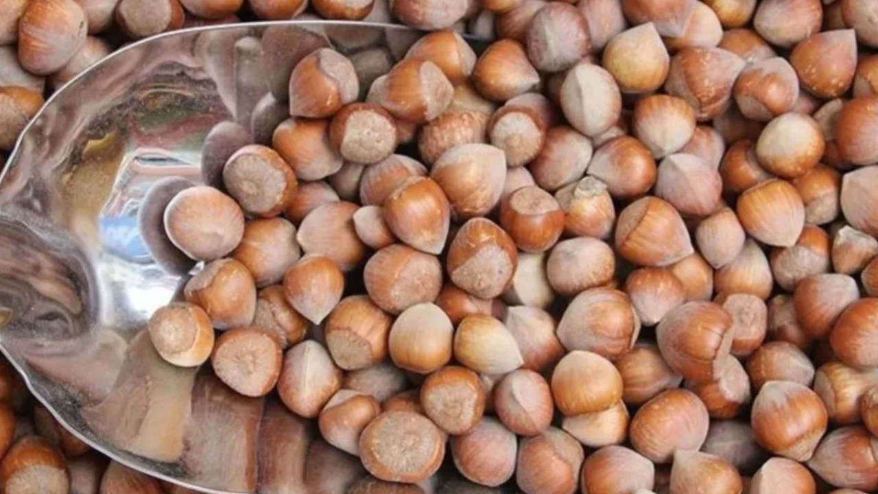 Giresun'da fındık fiyatı yükselişe geçti! 132-140 liradan işlem görüyor