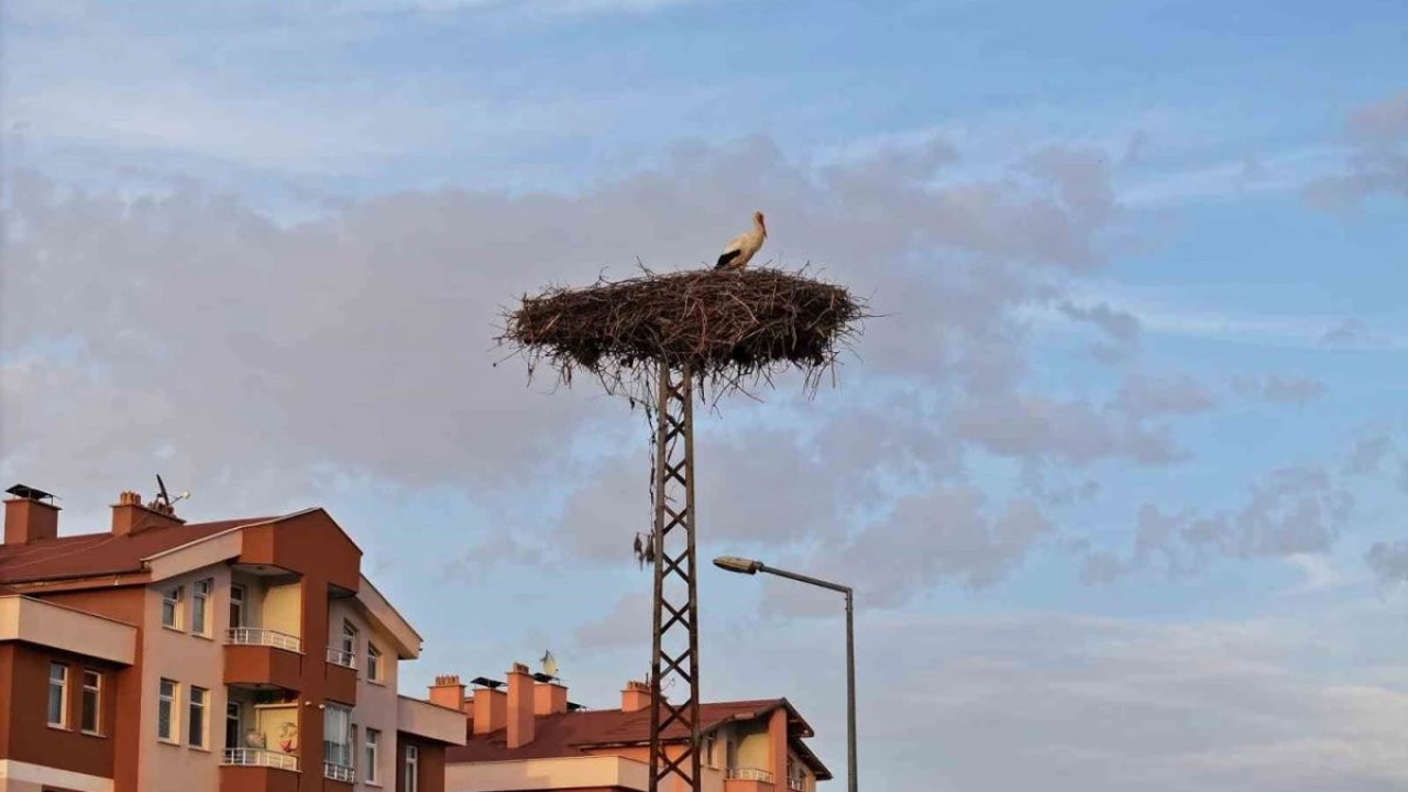 Konya’nın Yaren leylekleri geldi