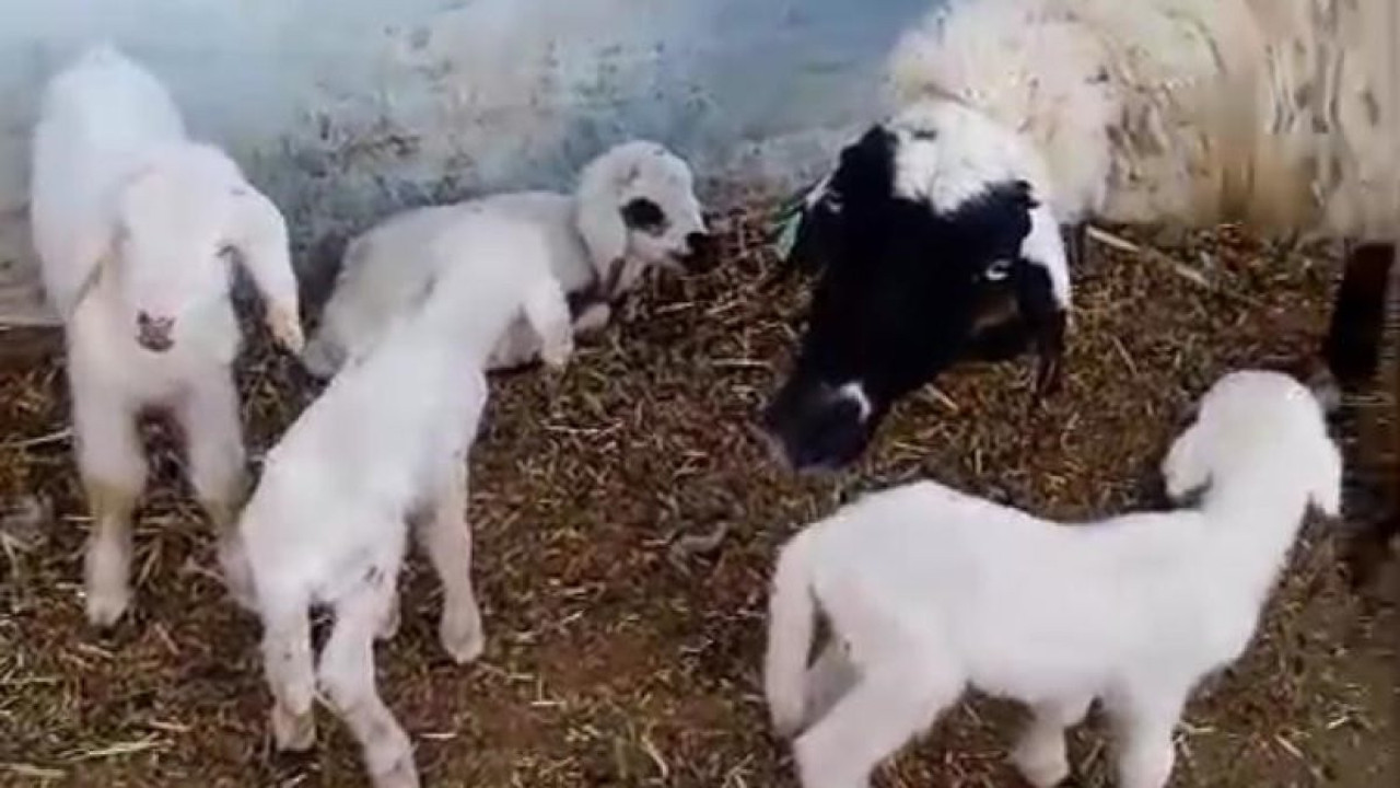 Burdur’da bir koyun tek seferde 4 erkek kuzu doğurdu