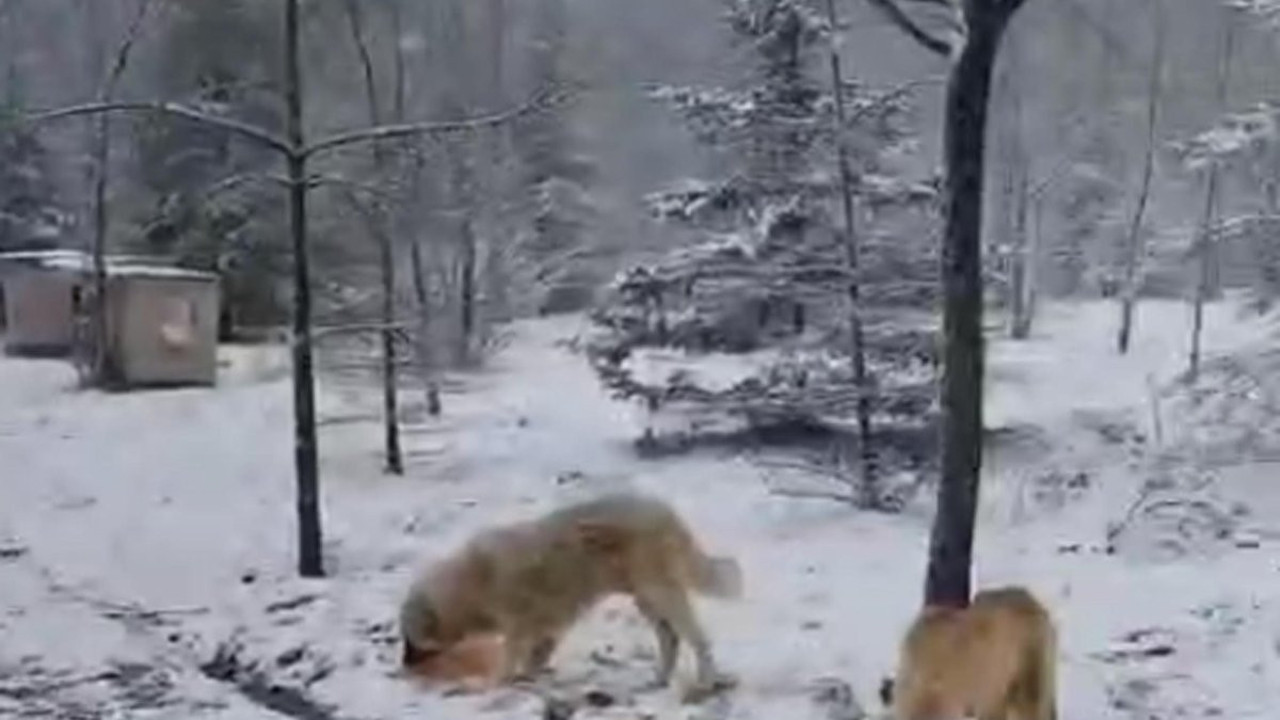 Trakya'nın yüksek kesimleri beyaza büründü