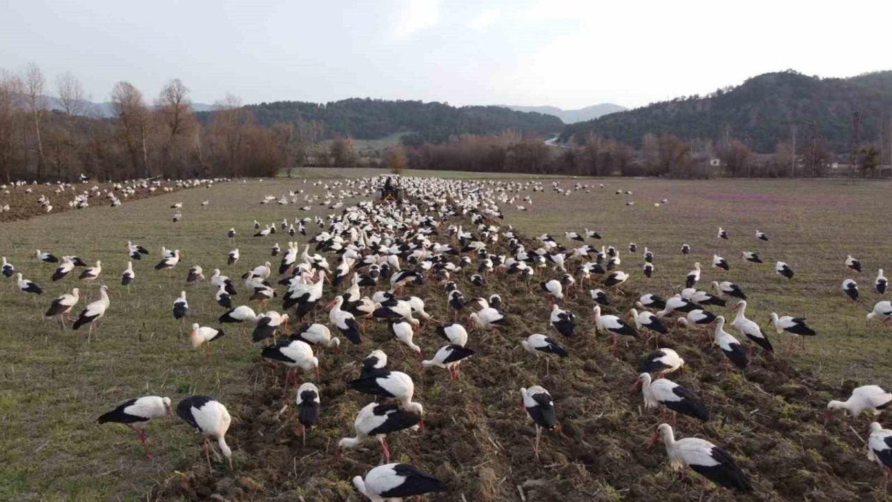 Yüzlerce leylek o ilde görüldü