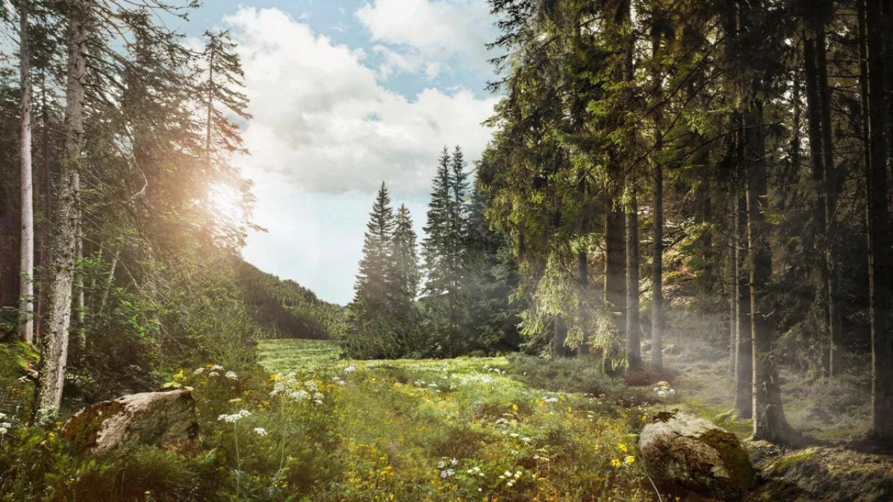 Ücretsiz fidana büyük ilgi