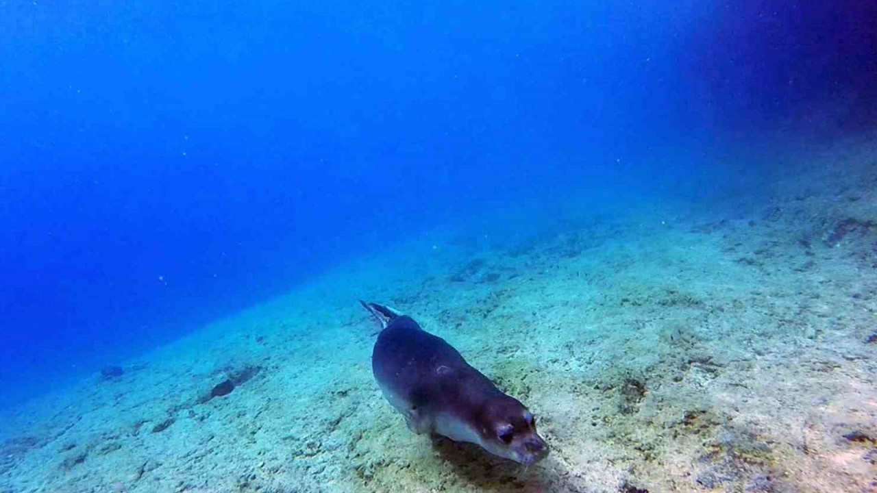 Akdeniz keşiş foku! Muğla'da mağarada doğdu