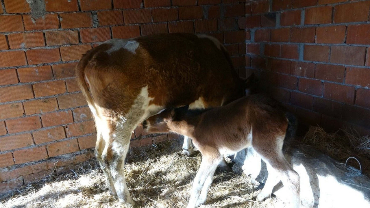 Annesi ölen tayı inek emziriyor