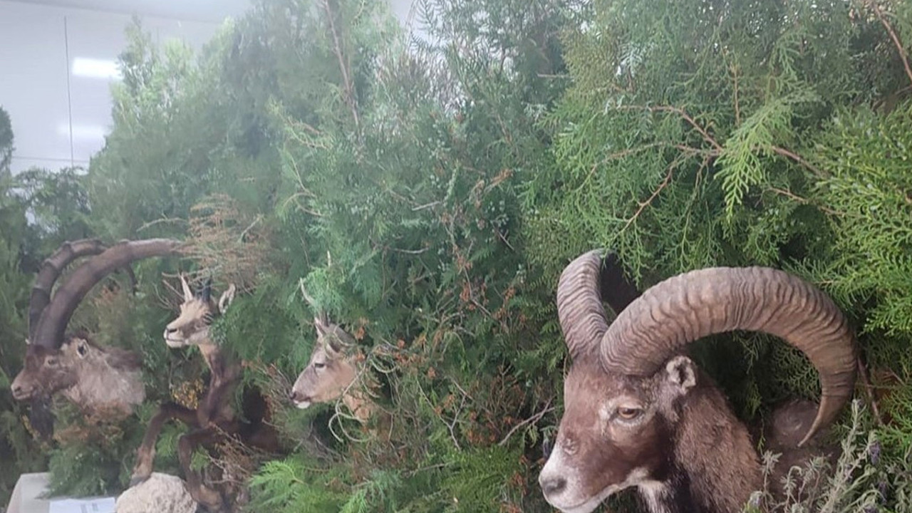 Doğanın güzellikleri bir arada