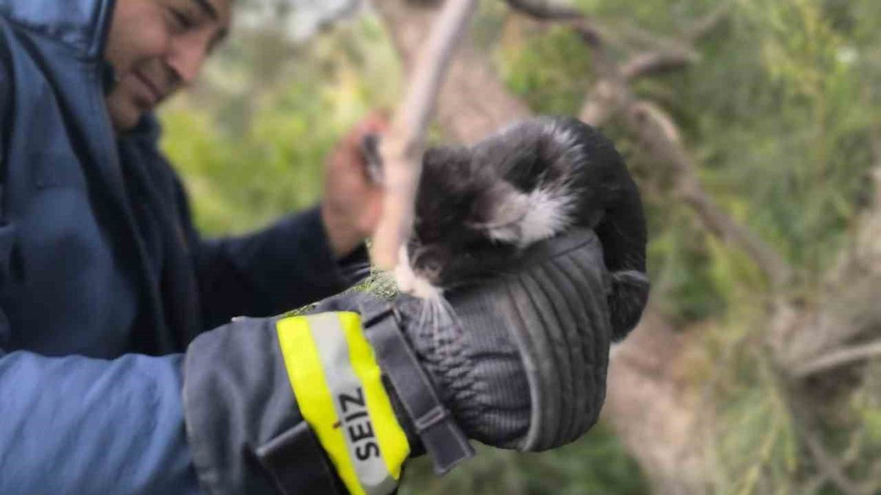 Ağaçta mahsur kalan kediyi itfaiye kurtardı