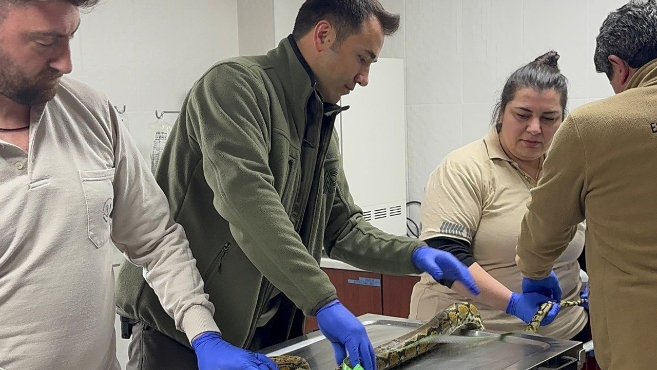 Yolcu otobüsünde piton yakalandı