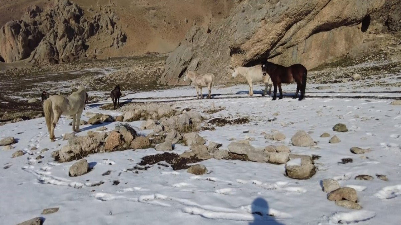 Yılkı atları böyle görüntülendi