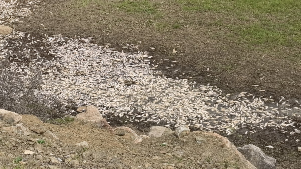 Bursa'da toplu balık ölümü