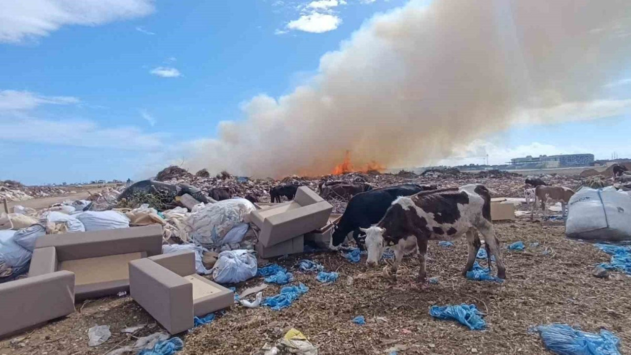Antalya'da yangın... İnekler otladı, çoban ise yangını izledi!