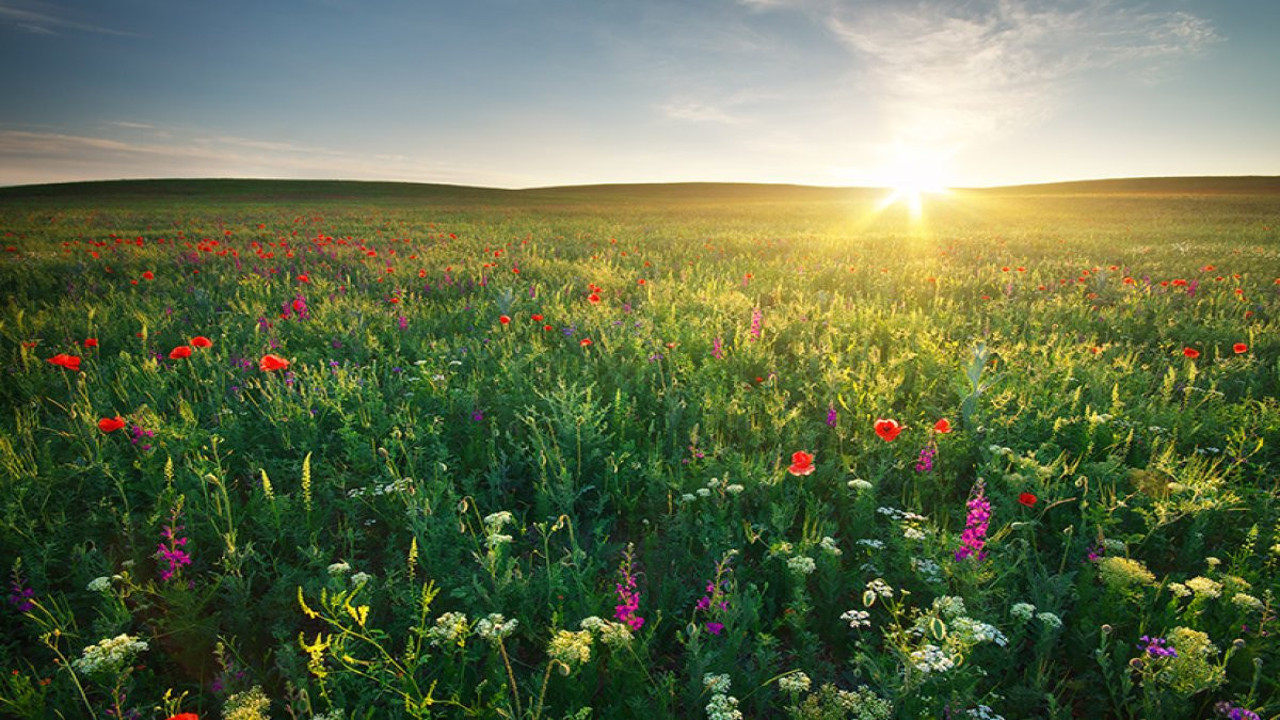 Nisan’daki 5 tehlike! Bahar keyfinizi kabusa çevirmesin!