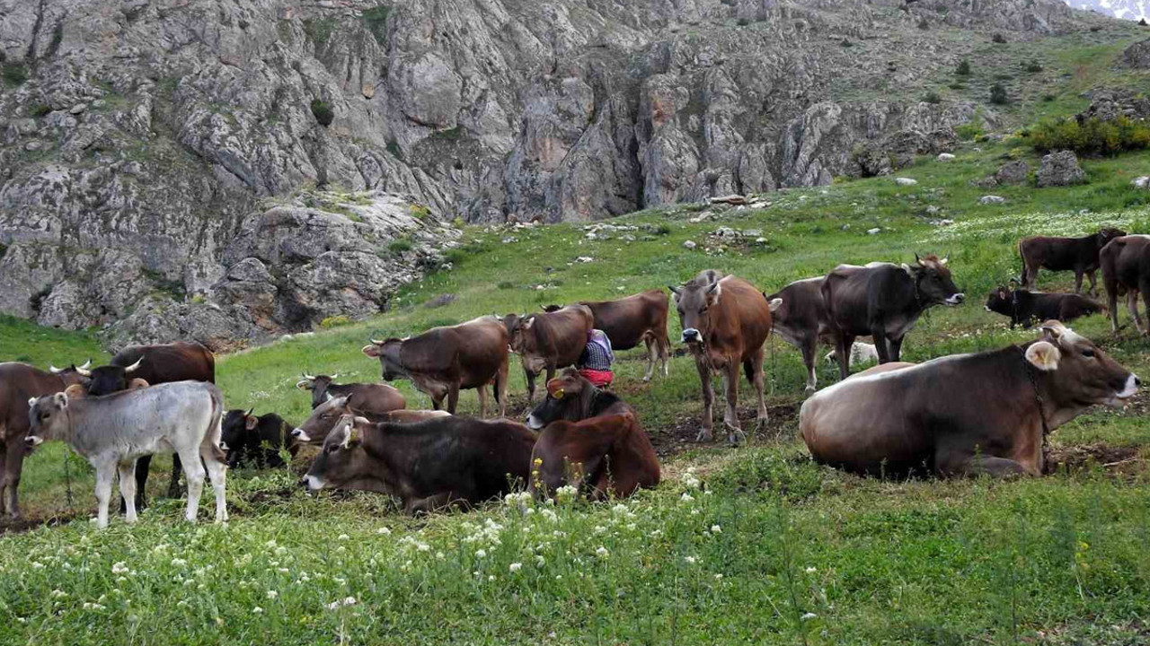 Maaş 60 bin lira başvuran yok! Çoban bulunamıyor