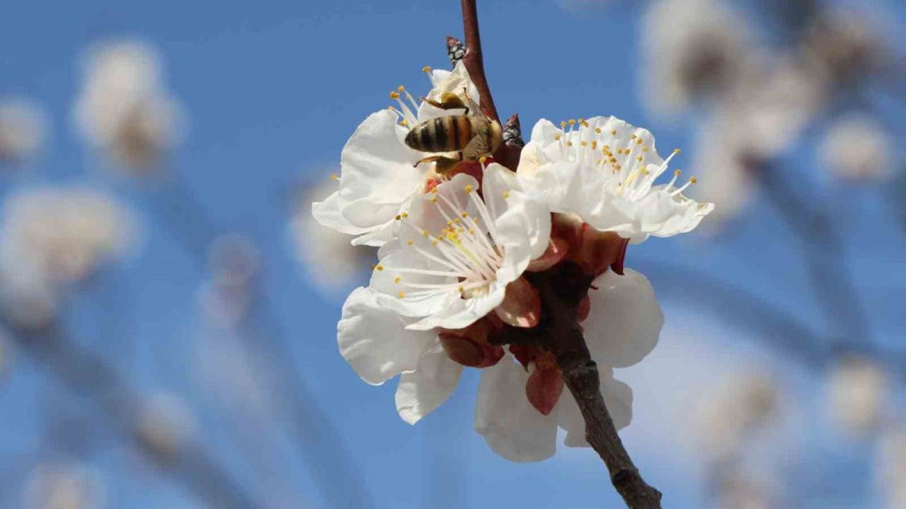 Bal arıları çiçeklerle buluştu