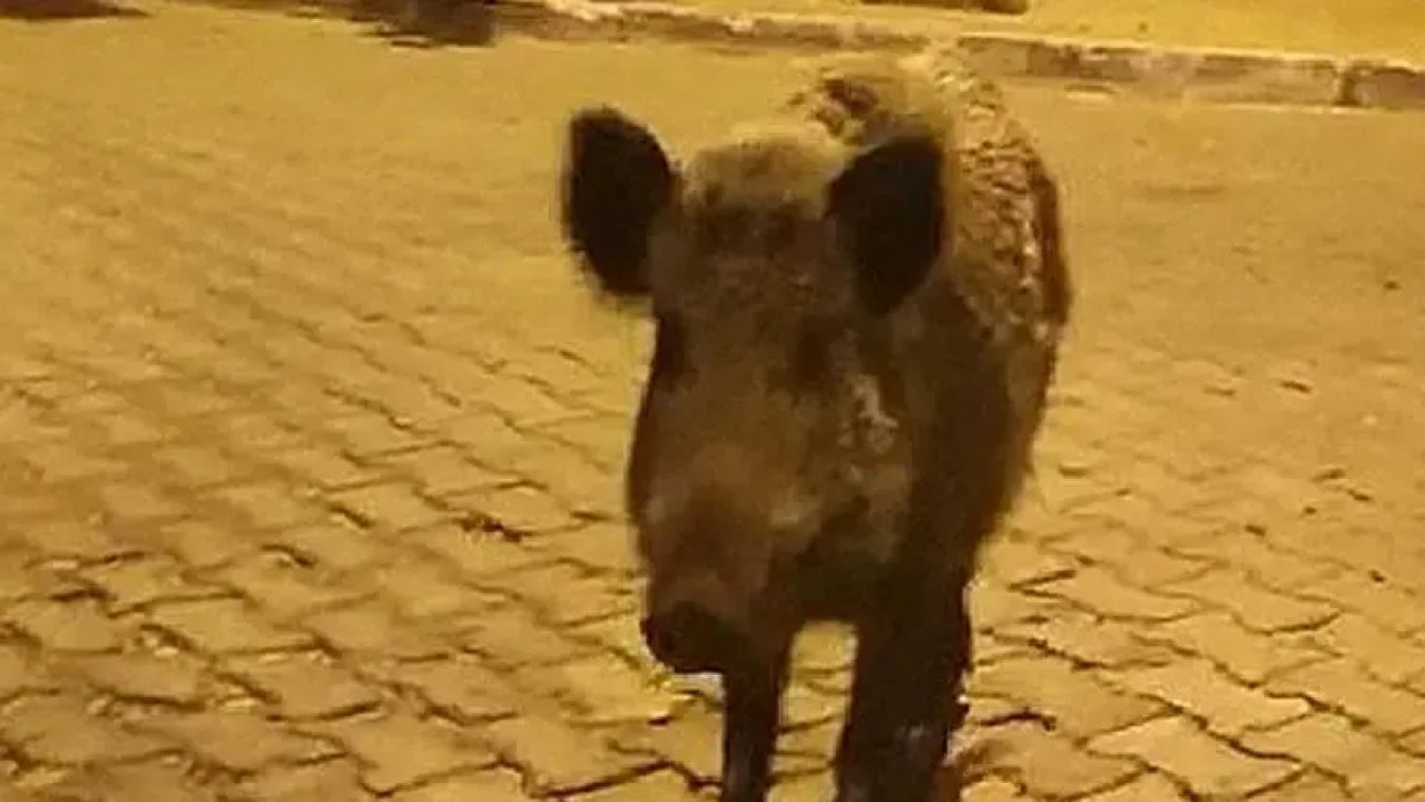 Yaban domuzları kent merkezinde! Araçların arasında dolaştı