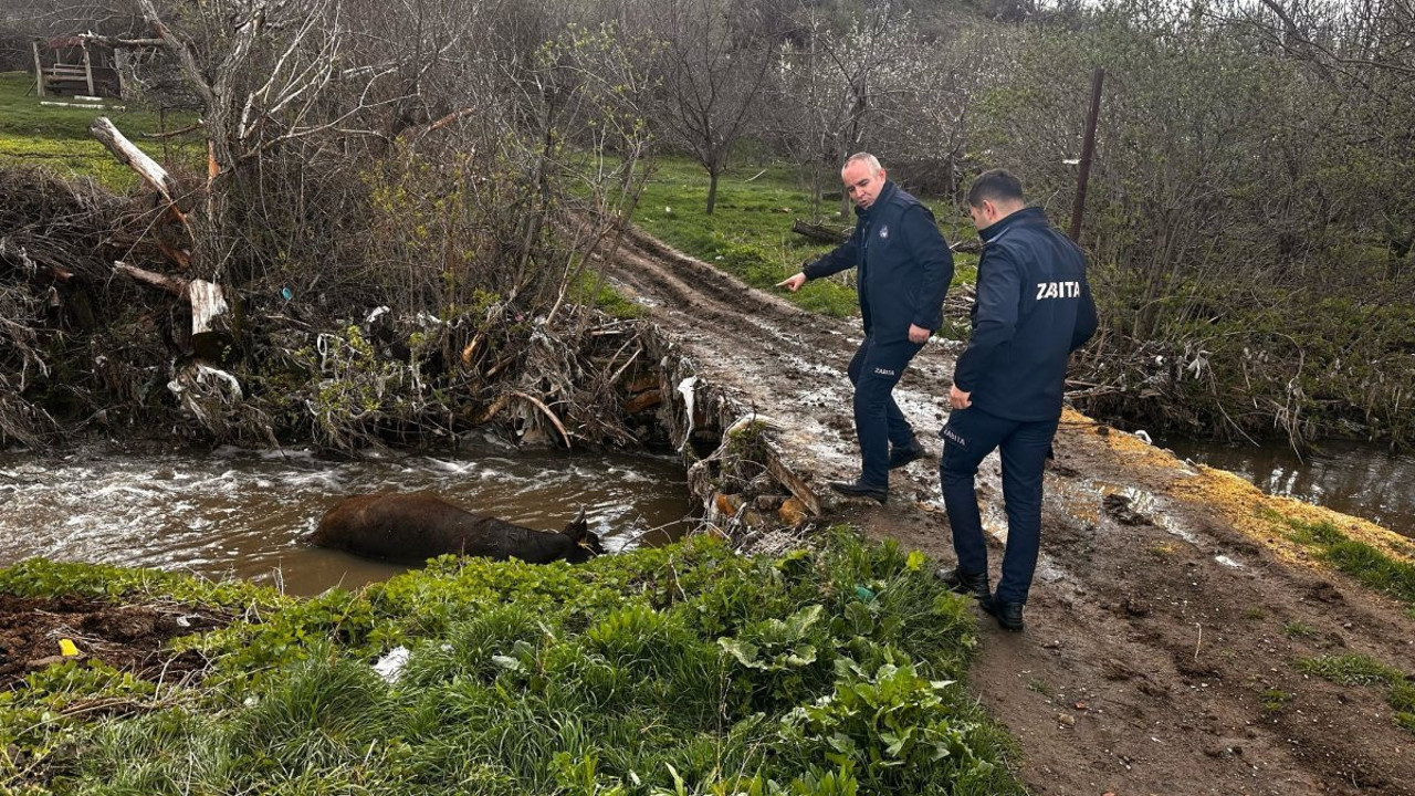 Böyle vicdansızlık yok! Ölü hayvanı dereye attılar