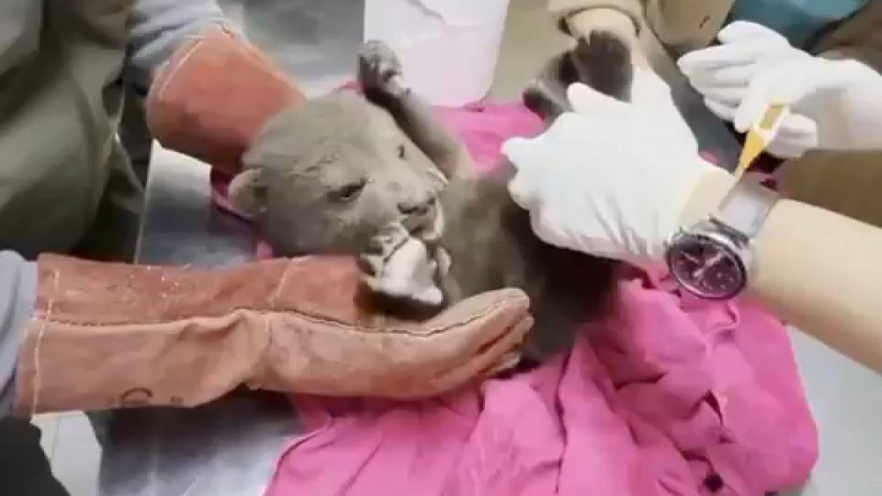 Ormanda yorgun halde bulunan yavru boz ayı tedaviye alındı. 'Bulut' ismi verildi