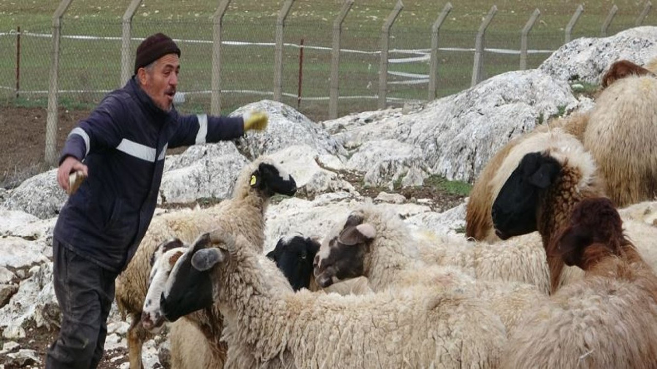 Çobanların korkulu rüyası oldular