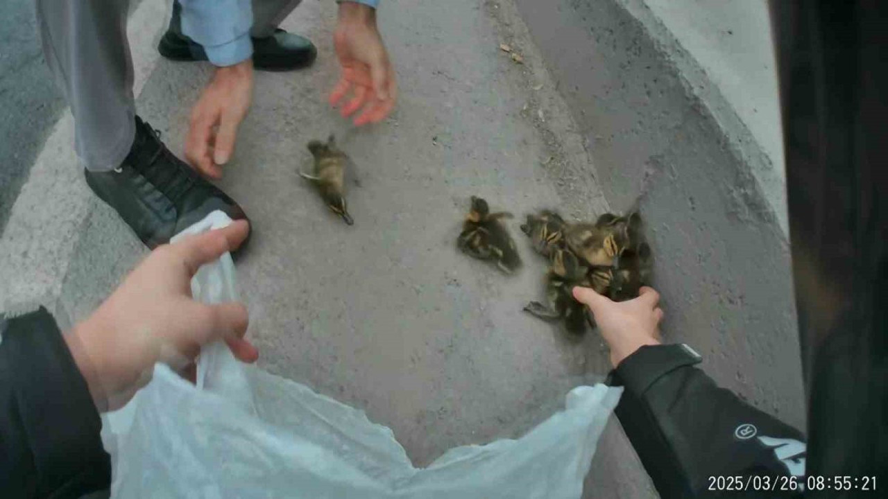 Sürücüler zor anlar yaşadı! Yavru ördekler trafiği bir birine kattı