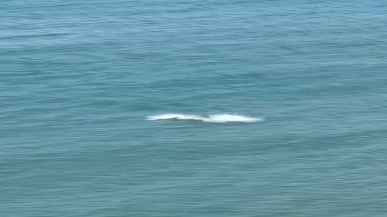 İzleyenler gözlerini alamadı... Yunus balıklarından görsel şölen!