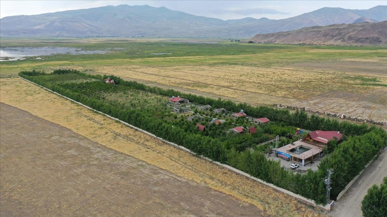 Tarlada kilosu 6 lira markette 40 lirayı geçebiliyor! Hasadı başladı