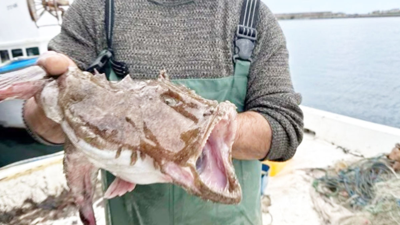 Karadeniz'de nadir görülüyor! Balıkçıların ağlarına takıldı