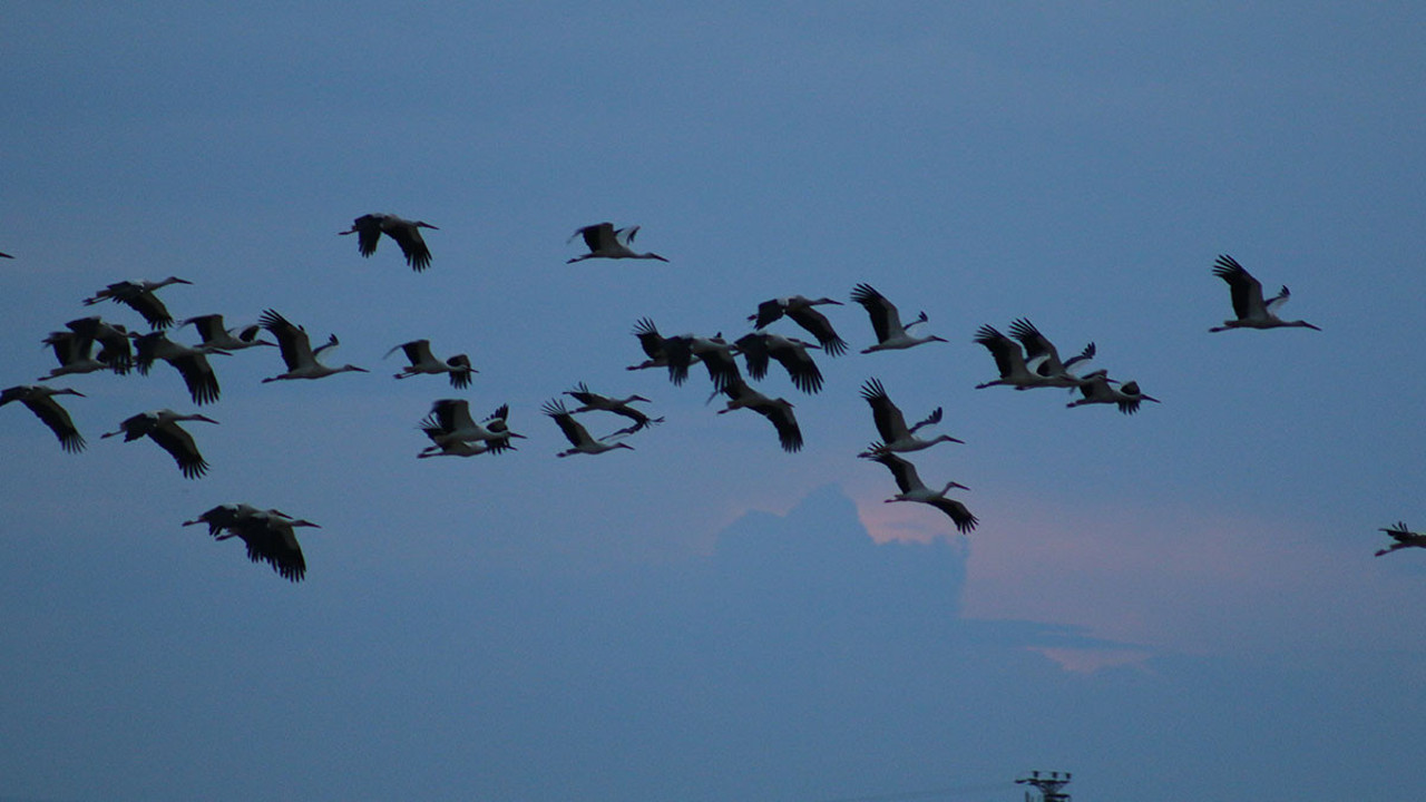 Leylekler Tuz Gölü'ne doluştu! Bahar geliyor...